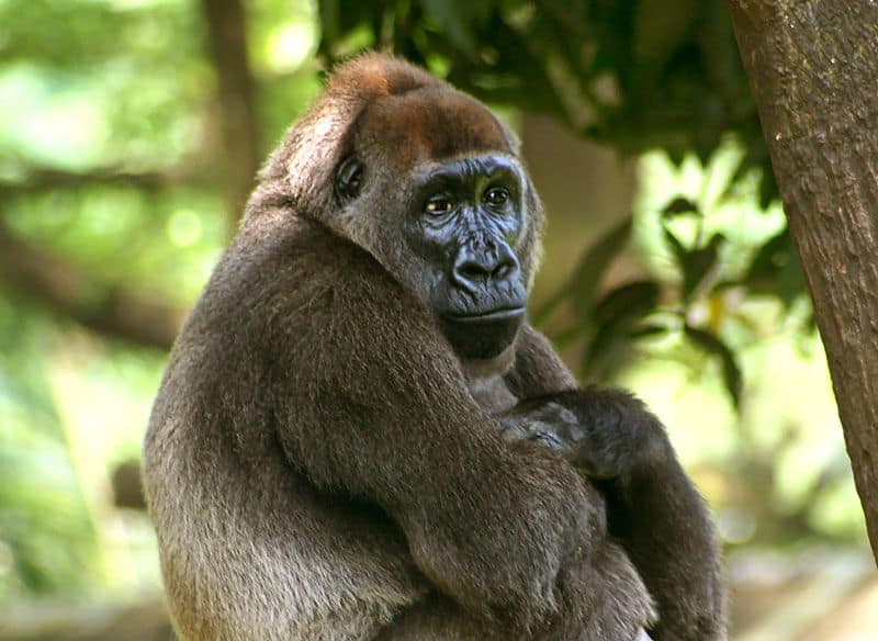 Gorilla del fiume Cross (Gorilla gorilla diehli)