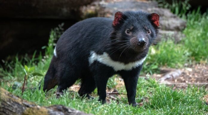 Animals that glow – Tasmanian Devil