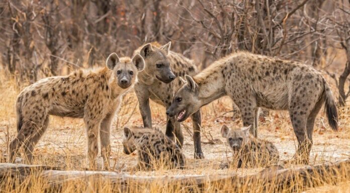 Hyena Birth - hyena pack