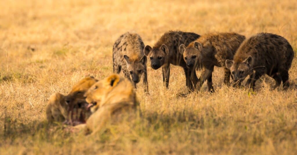 iene che predano i leoni