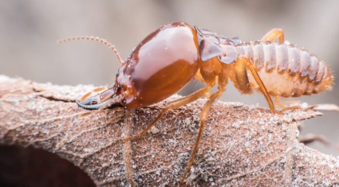 Cacca di termite: tutto ciò che avresti sempre voluto sapere
