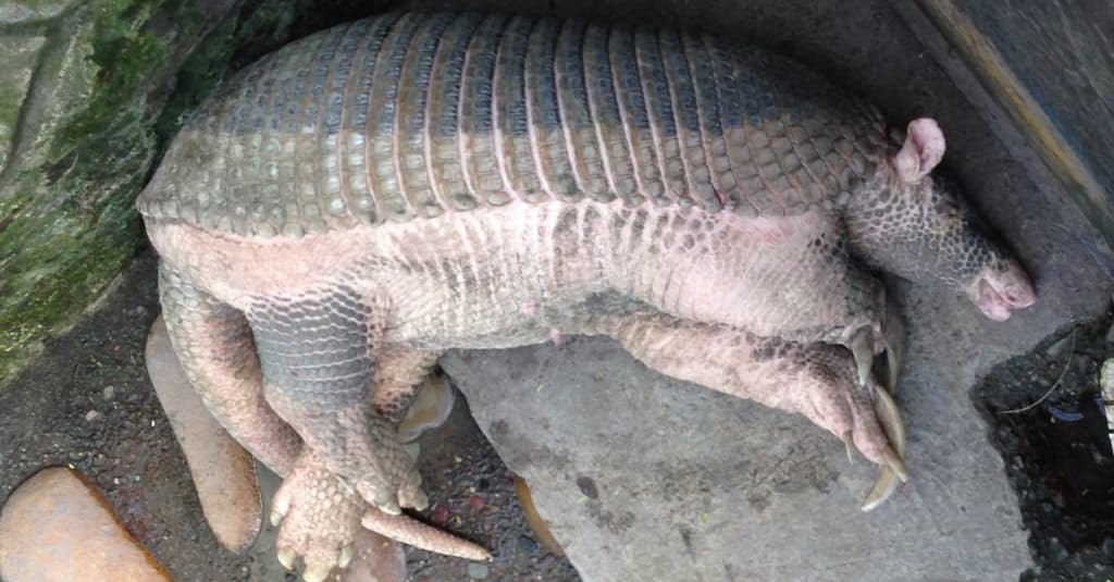 Armadillo gigante che dorme