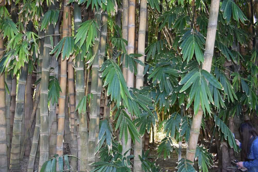 Canna di fiume contro bambù