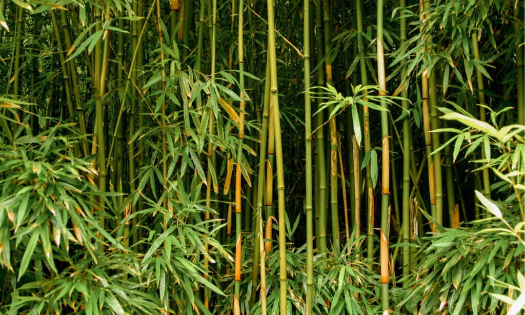bambù fortunato contro bambù