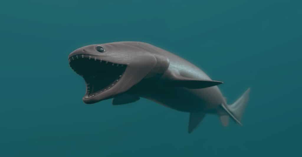foto di squalo arricciato