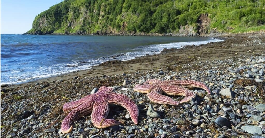 Stella marina della stella di mare del Pacifico settentrionale