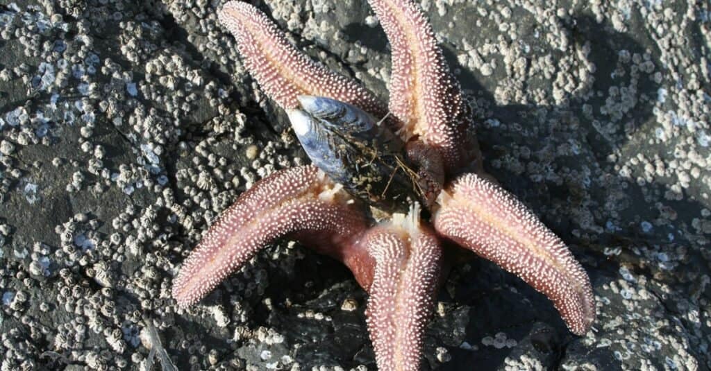 Le stelle marine mangiano spingendo lo stomaco fuori dalla bocca