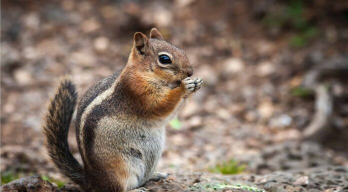 10 fatti incredibili sugli scoiattoli
