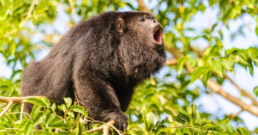 Animali più rumorosi: scimmia urlatrice