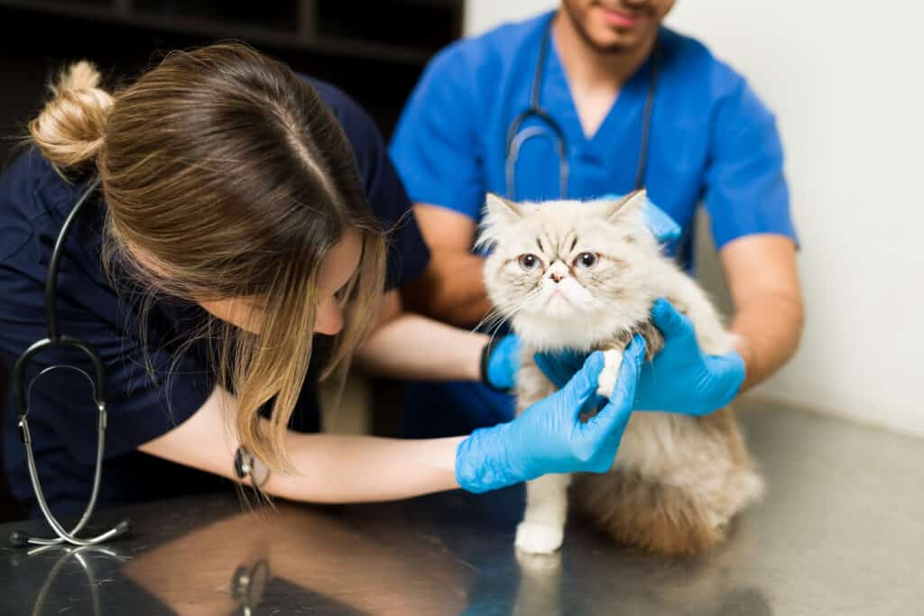 gatto dal veterinario in esame