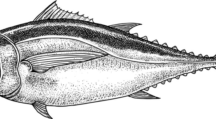 Tonno obeso vs tonno rosso: le principali differenze spiegate
