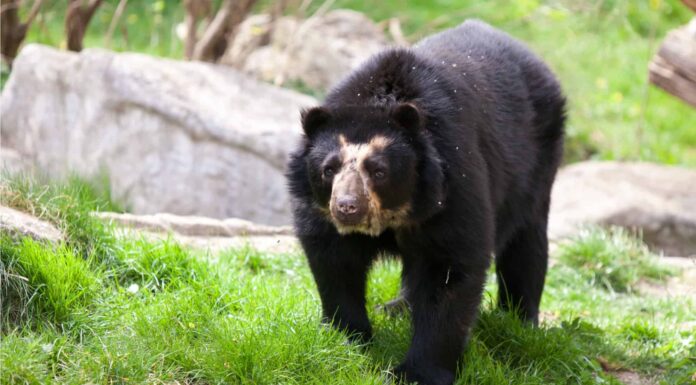 Cacca d'orso: che aspetto ha lo scat d'orso?
