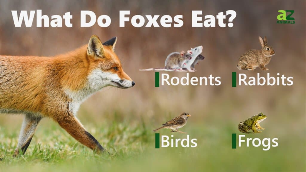 Cosa mangiano le volpi