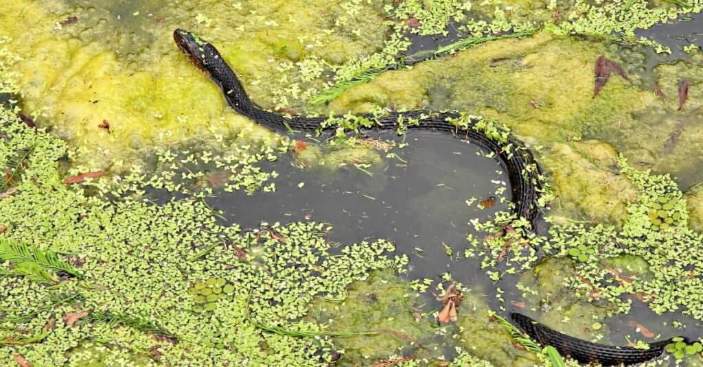 Serpente d'acqua fasciato della Florida