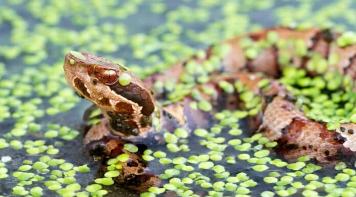 8 serpenti che troverai nelle paludi del sud
