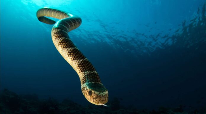 Scopri i 2 serpenti marini che vivono più vicino alle spiagge degli Stati Uniti
