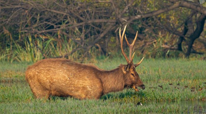 Cacca di cervo: che aspetto ha lo scat di cervo?
