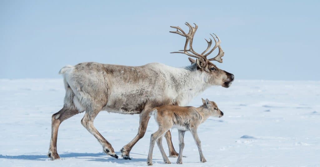 12 animali di Natale da tutto il mondo - renne