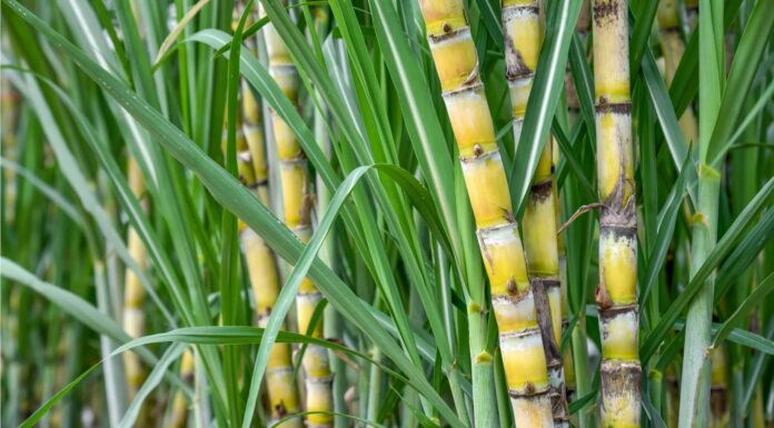 Bamboo vs Sugar Cane