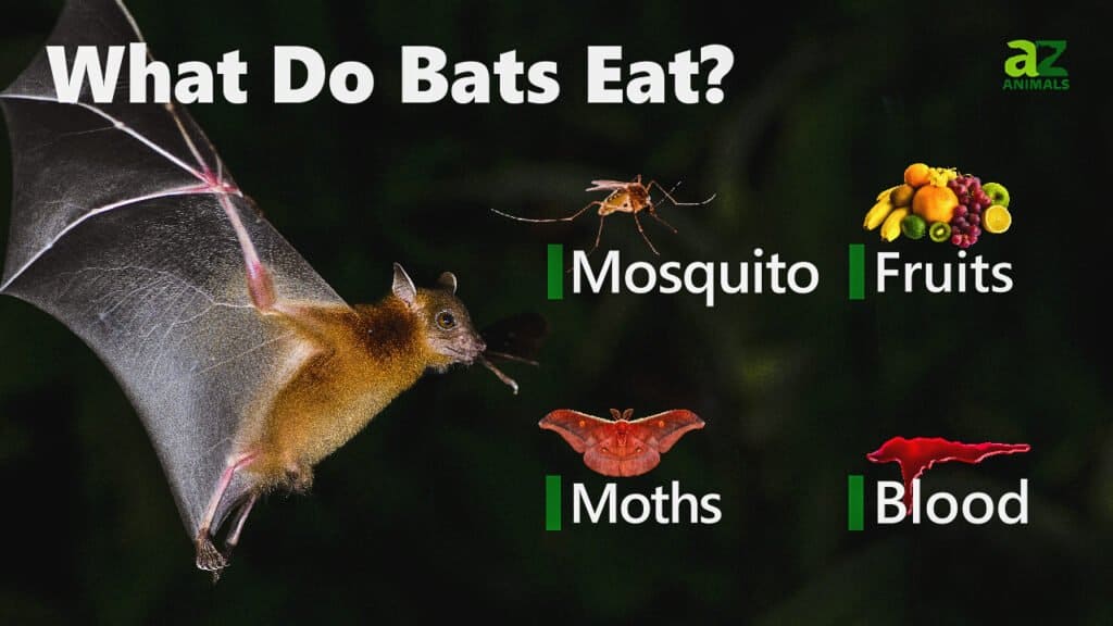 Cosa mangiano i pipistrelli
