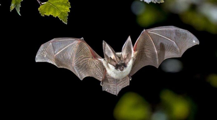 Cacca di pipistrello: che aspetto ha il guano di pipistrello e a cosa serve?
