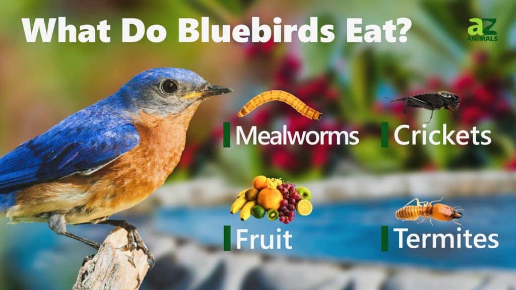 Cosa mangiano gli uccelli azzurri