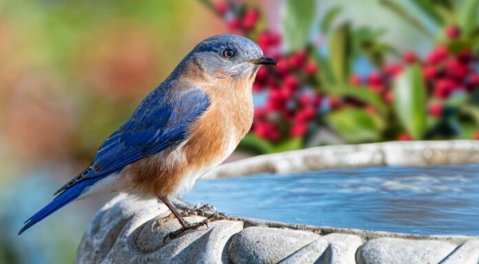 10 fatti incredibili dell'uccello azzurro orientale
