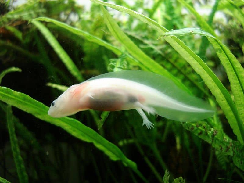 Un axolotl bianco che nuota tra le canne erbose sott'acqua