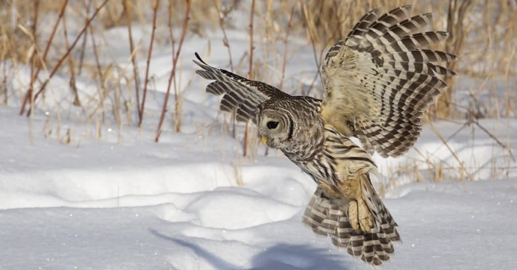 Gufo barrato in volo, a caccia di prede durante l'inverno nel Wisconsin settentrionale.