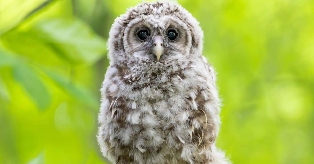 Il gufo sbarrato si è appollaiato su uno sfondo verde su un ramo nella foresta in Canada