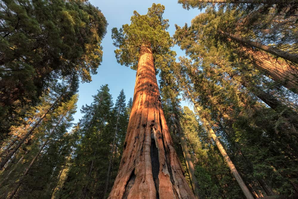 Gli alberi di sequoia in genere vivono 3000 anni