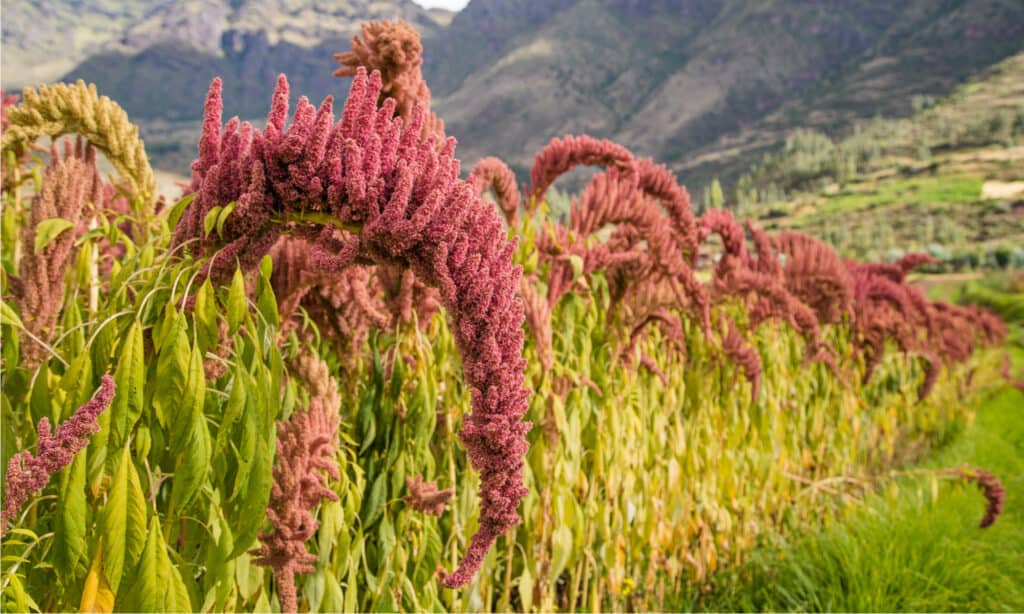 amaranto vs quinoa
