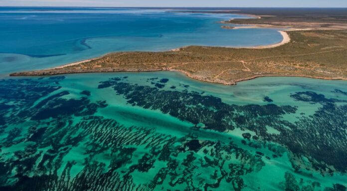 La pianta più grande del mondo non è quello che pensi
