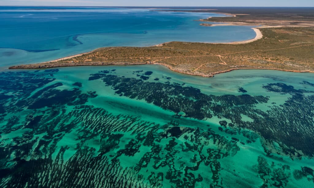 prati di posidonia Shark Bay Australia