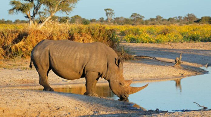Quanti rinoceronti bianchi sono rimasti nel mondo?

