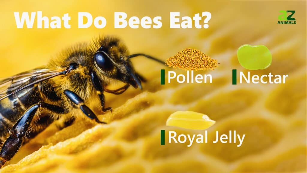 Cosa mangiano le api immagine