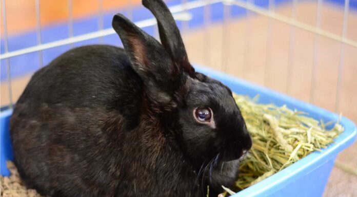 Cacca di coniglio: che aspetto hanno gli escrementi di coniglio?
