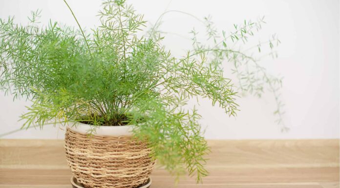 Foxtail Fern vs Asparagus Fern