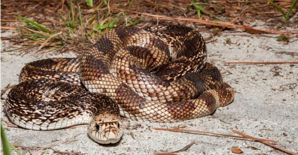Serpente del pino della Florida