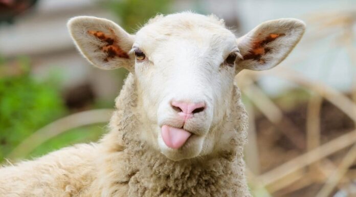 10 fatti incredibili sulle pecore
