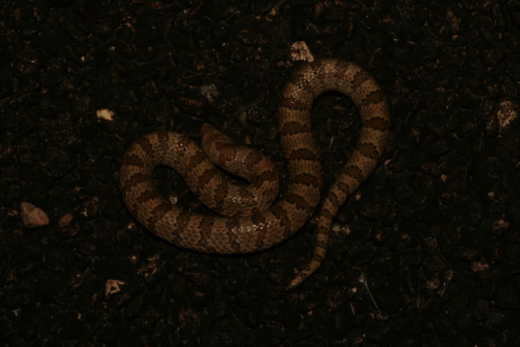 Gyalopion canum serpente occidentale dal naso ad uncino