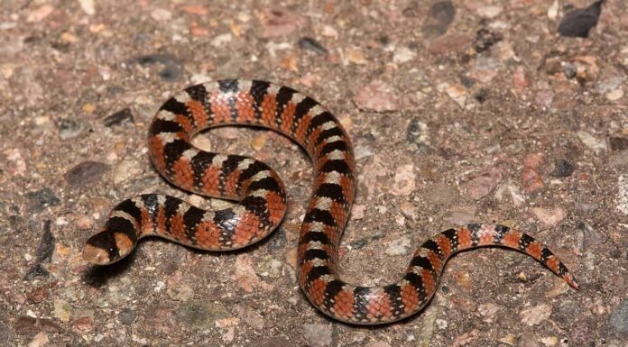 Gyalopion canum western hook-nosed snake