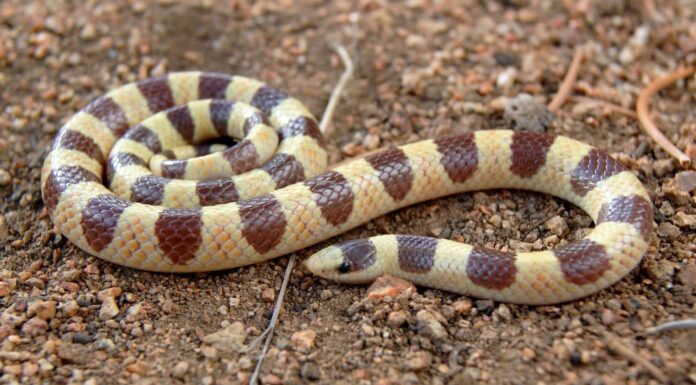 Shovelnose Snake (Chionactis occipitalis)