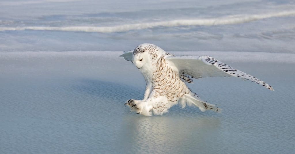 La civetta delle nevi (Bubo scandiacus) si prepara ad atterrare su uno stagno coperto di ghiaccio a Ottawa, in Canada