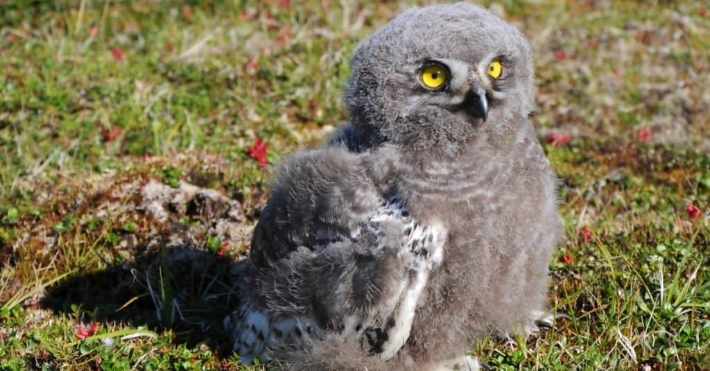 Il pulcino della civetta delle nevi (Bubo scandiacus) è seduto sull'erba