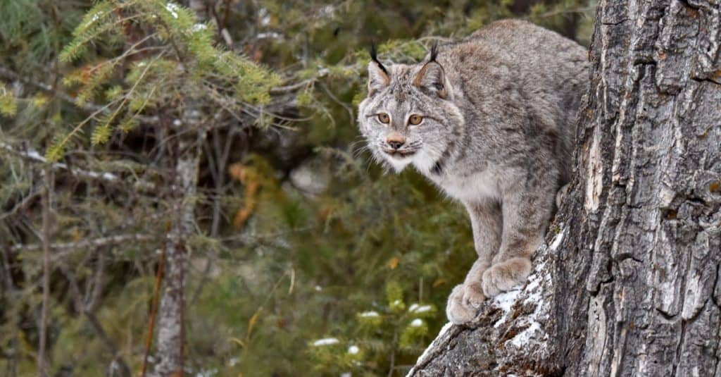 Canada Lynx appollaiato sul lato di un albero.
