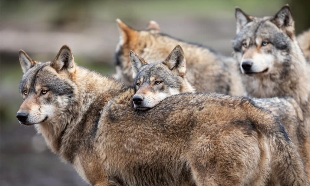 Una famiglia di lupi grigi nella foresta.