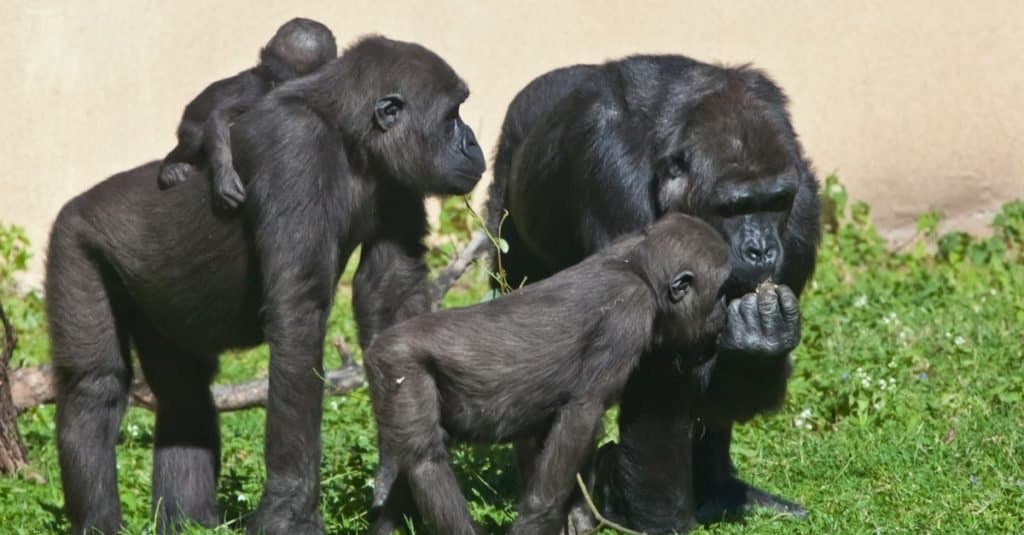 Baby gorilla - gorilla bambino e famiglia