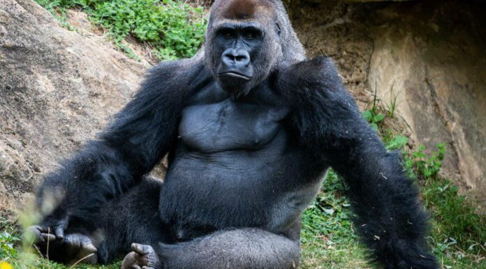 10 fatti incredibili sui gorilla
