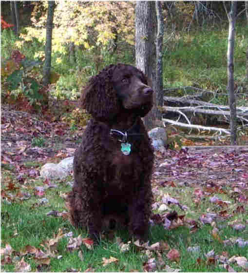 American Water Spaniel seduto fuori